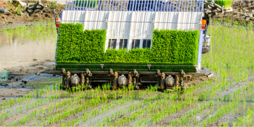 Transplanter