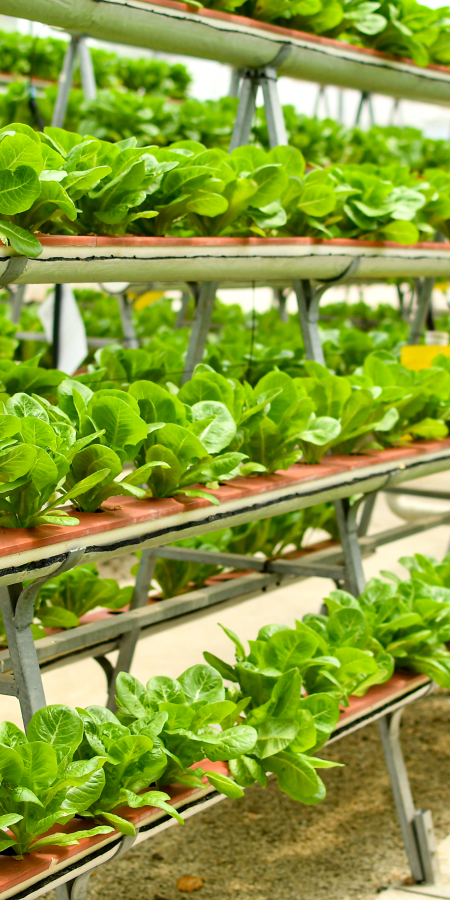 modern agriculture