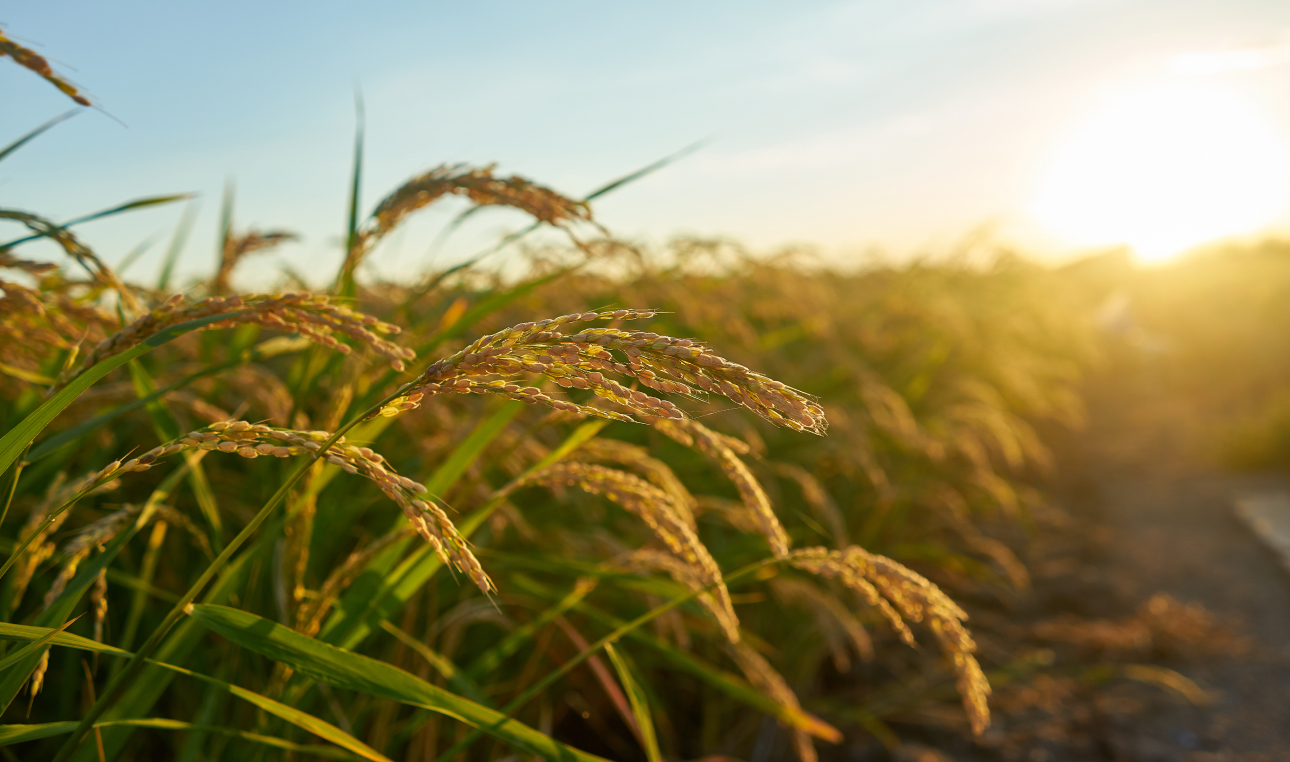 paddy field