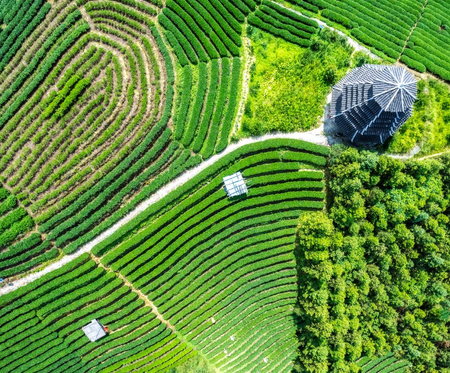 tea fields