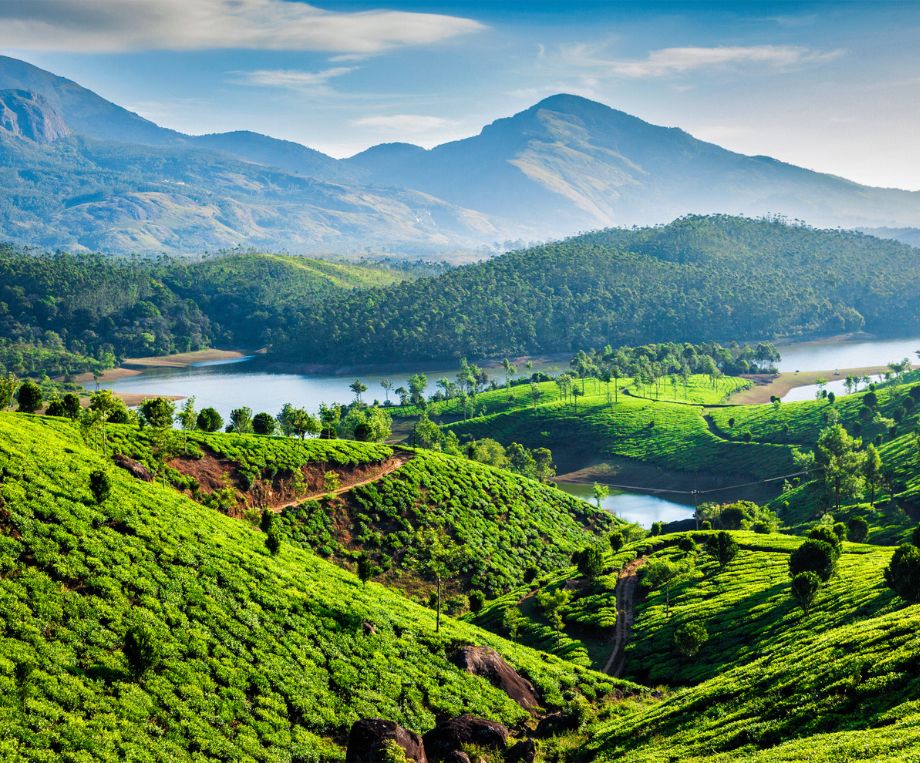 tea plantation in india