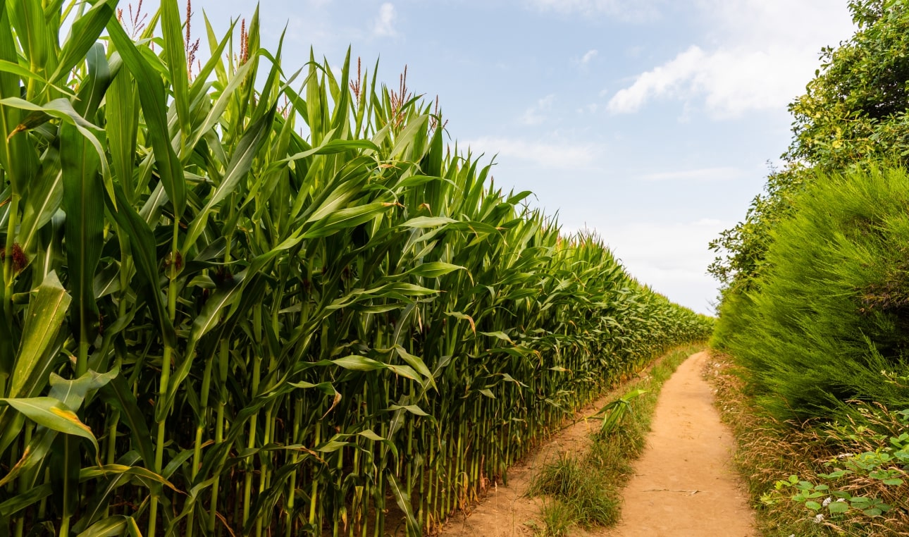 corn field